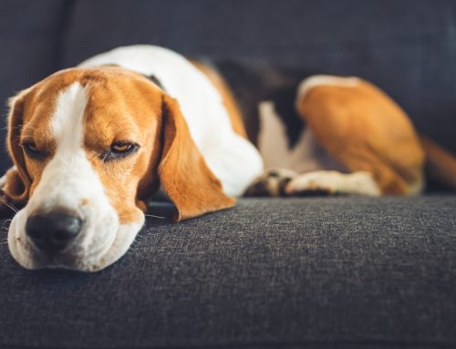 6 Subtle Pet Health Signs That Deserve Your Attention