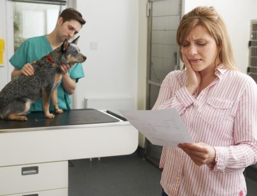 Choosing Insurance for Your Pet: Benefits and Considerations