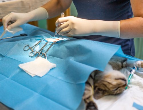 Pet Spay and Neuter Surgeries: What to Expect