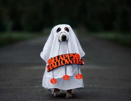 Keep Your Furry Friends Safe This Halloween: Expert Tips from Homestead Animal Hospital