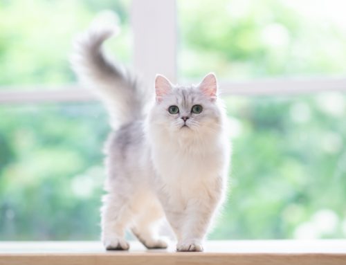 Keeping Your Cat Happy: Tips from a Feline Perspective