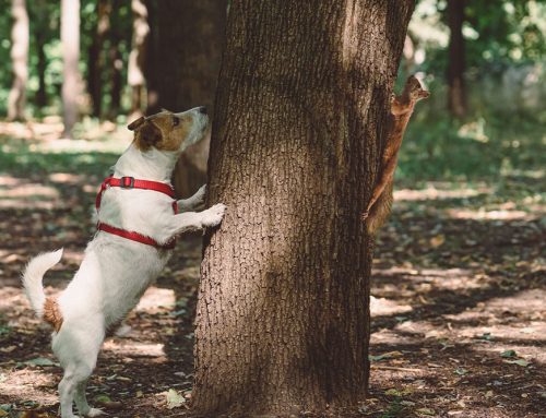 Ensuring Pet Safety During the Holiday Season