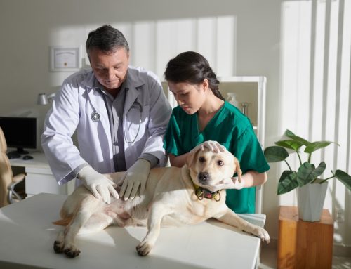 Pancreatitis in Pets: What Every Pet Owner Needs to Know for a Healthy, Happy Companion