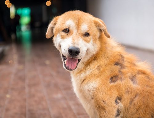 Why Is My Pet Losing Hair? Understanding Alopecia in Dogs and Cats