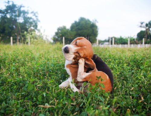 Managing Seasonal Allergies in Pets: Relief Strategies That Really Work