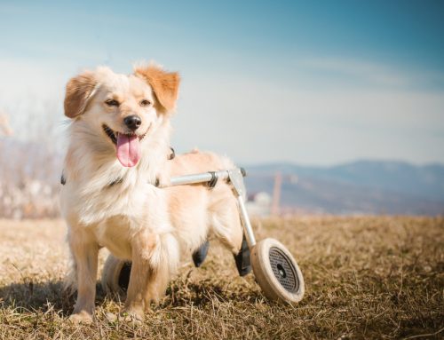 Intervertebral Disc Disease (IVDD): All about the disease and How Laser Therapy and Stem Cells Support Spinal Healing