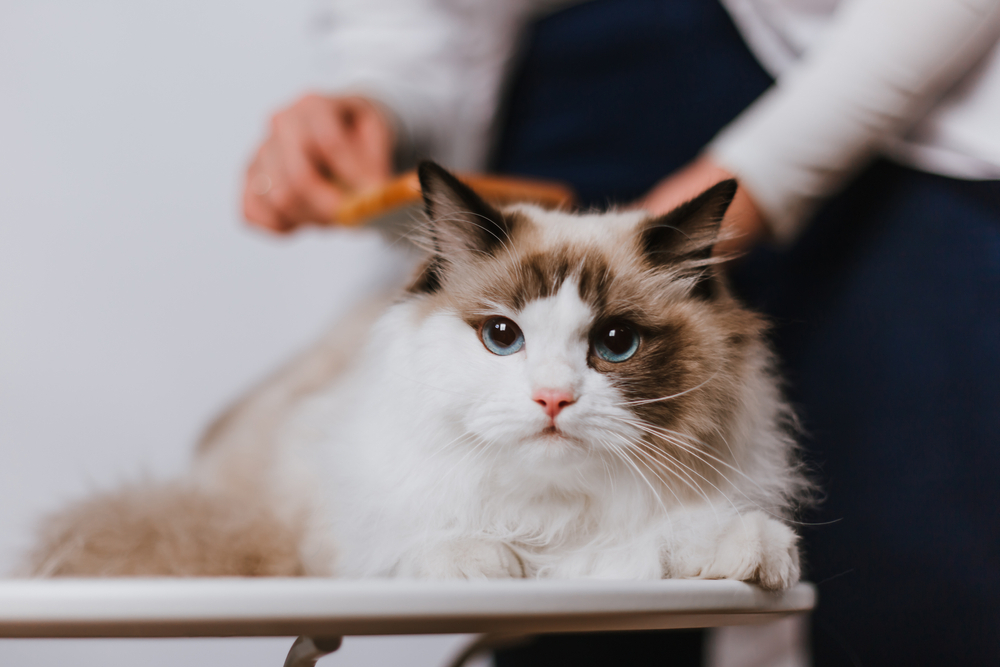 Fluffy cat lying on a table while being brushed by its owner.