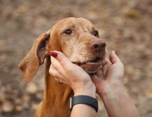 Common Chronic Conditions in Older Pets and How to Manage Them