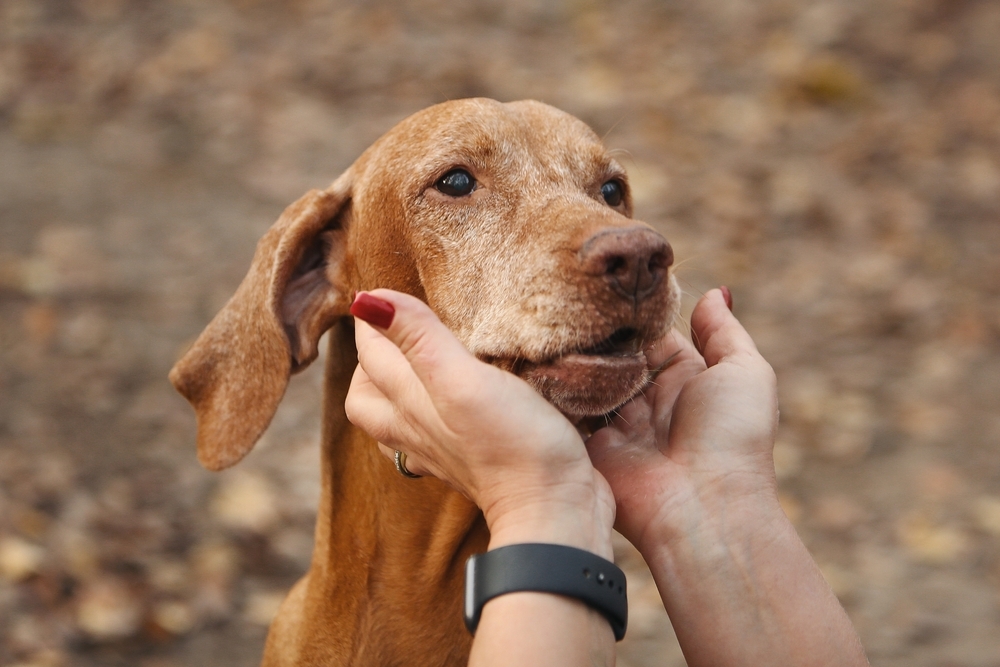 Person gently holding the face of a senior dog outdoors.
